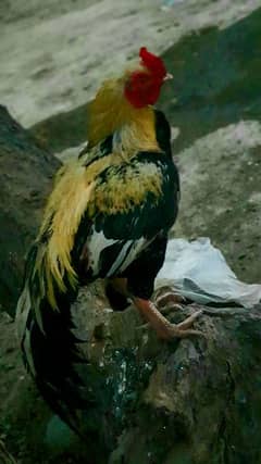 Pure Sindhi breed hen for sale