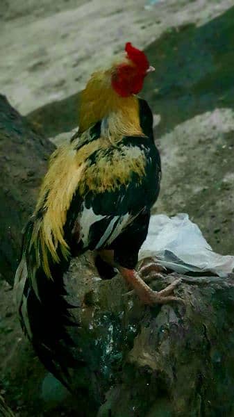 Pure Sindhi breed hen for sale 0