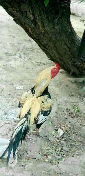 Pure Sindhi breed hen for sale 1