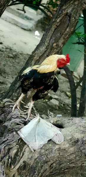 Pure Sindhi breed hen for sale 2
