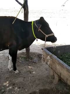 Jarsi cow for sale
