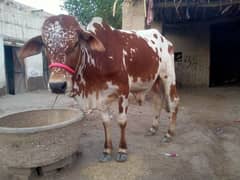 cow male 2 Dant Solid 0