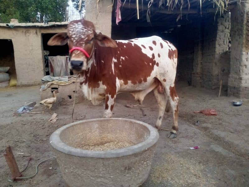 cow male 2 Dant Solid 1