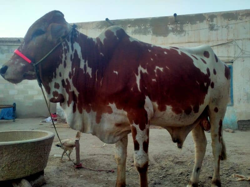 cow male 2 Dant Solid 3