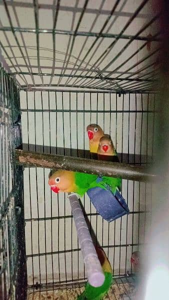 Love birds green fishar breader pair with hand tamed 3 chicks 2