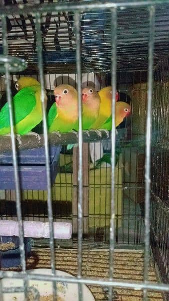 Love birds green fishar breader pair with hand tamed 3 chicks 3