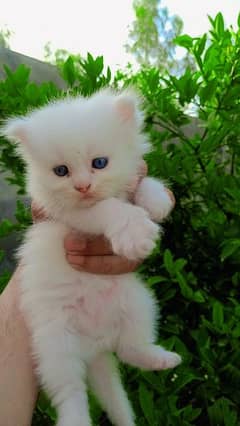 Persian White Blue Eyes Kittens