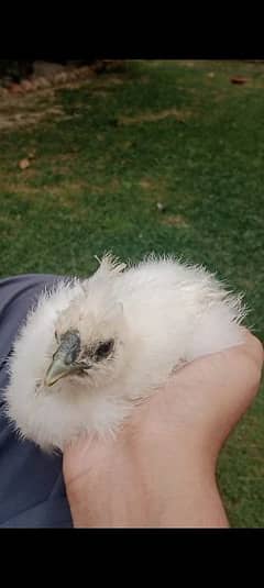 silkie hens for sale