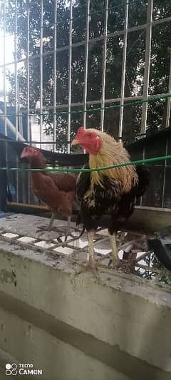 cock nd hen
