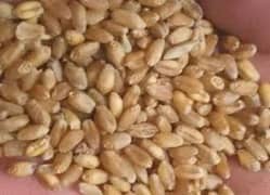 Gandum ( Wheat ) 0