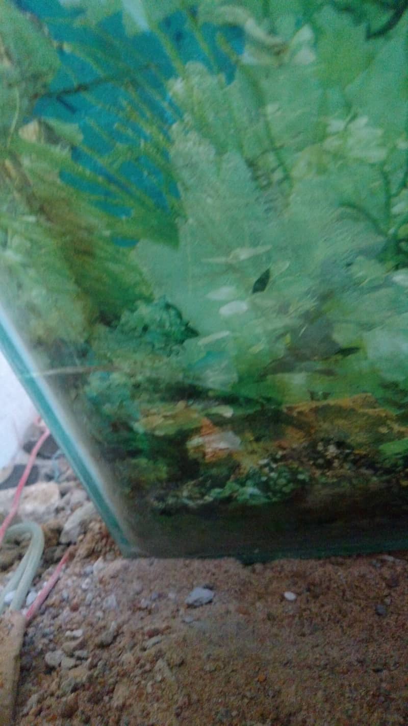 Fish Tank Aquarium in BIG SiZE 4