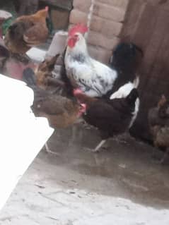 Egg Laying Hens