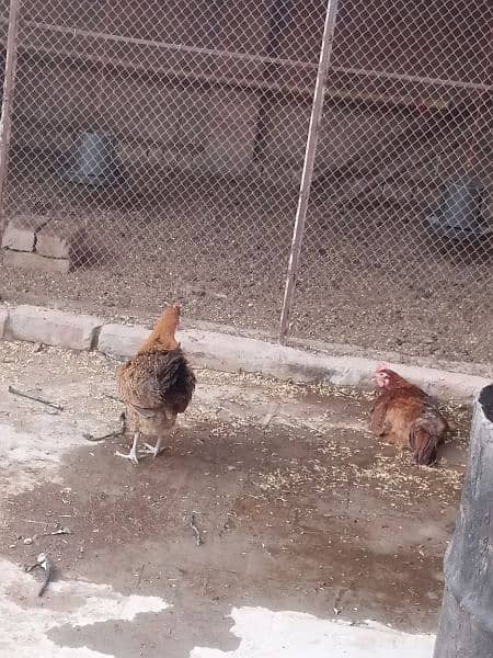 Egg Laying Hens 2