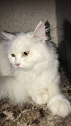 White Persian Cat | 3 Years Old | Beautiful Cat 0