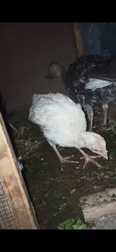 turkey bird chicks available 3 months old full active