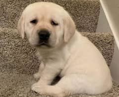 Labrador puppies 03700502245 0