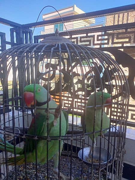 Raw Parrot Pair (Bolny waly) 4