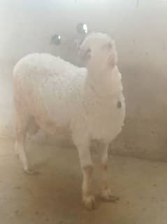 sheep jorri 2 dant havi wight pure wight 0