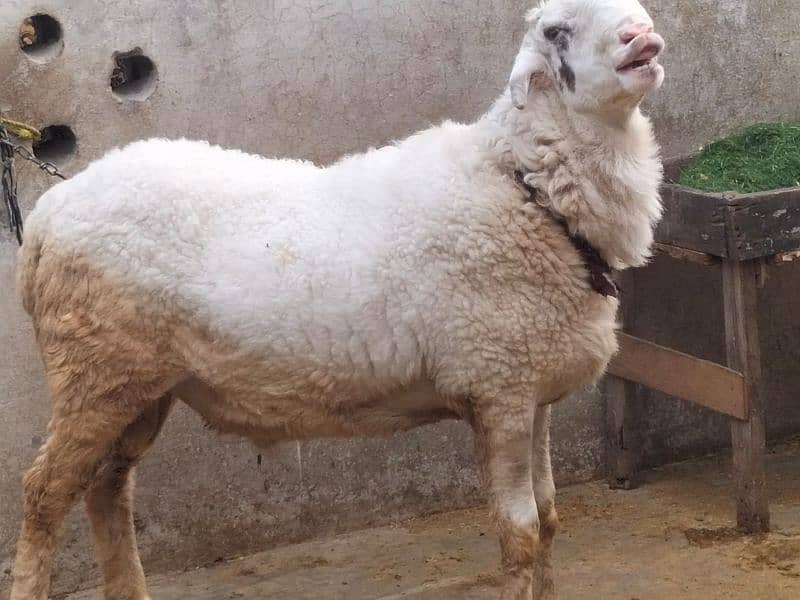 sheep jorri 2 dant havi wight pure wight 3