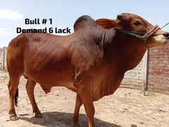 4 heavy weight wacha bull for qurbani 2024. demand 6lack each wera