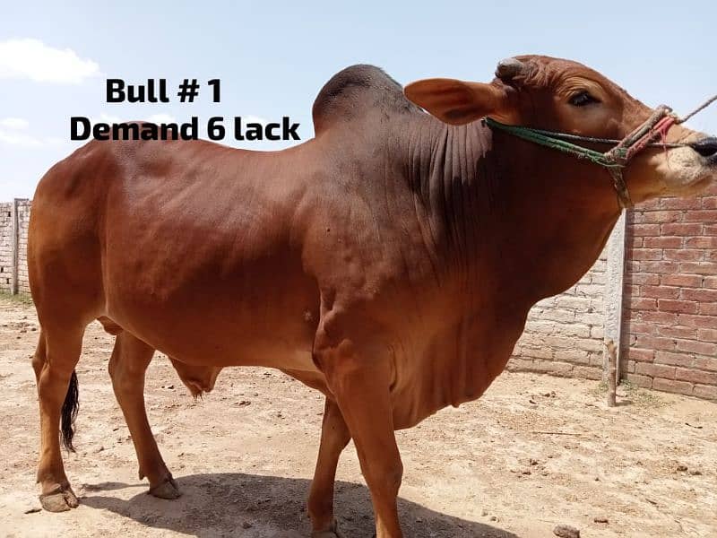 4 heavy weight wacha bull for qurbani 2024. demand 6lack each wera 1