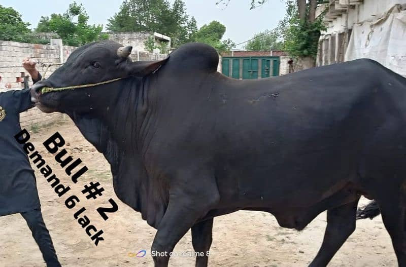 4 heavy weight wacha bull for qurbani 2024. demand 6lack each wera 2