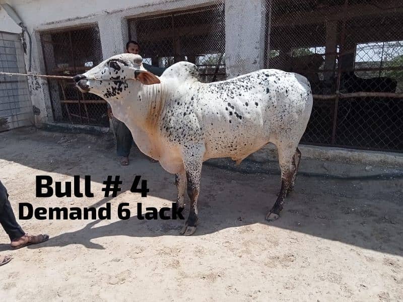 4 heavy weight wacha bull for qurbani 2024. demand 6lack each wera 3
