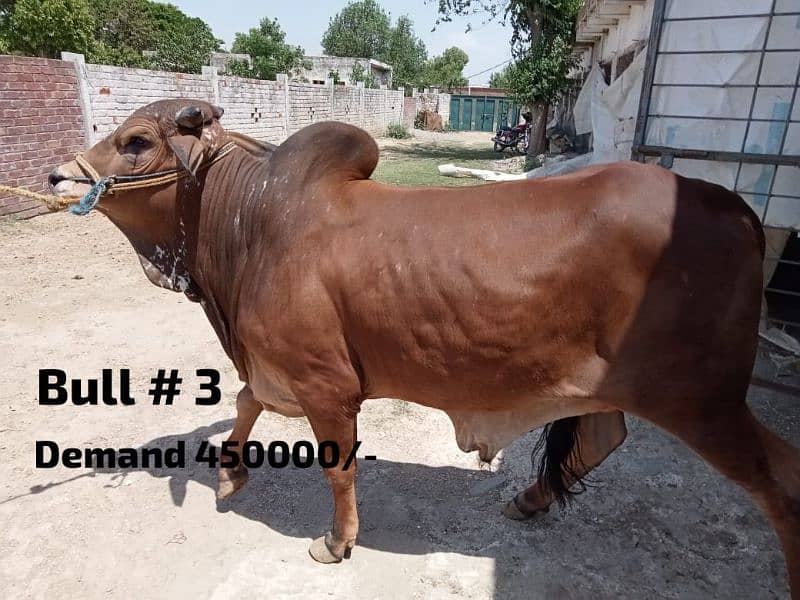 4 heavy weight wacha bull for qurbani 2024. demand 6lack each wera 4