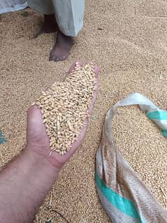 Wheat Desi Gandum 0