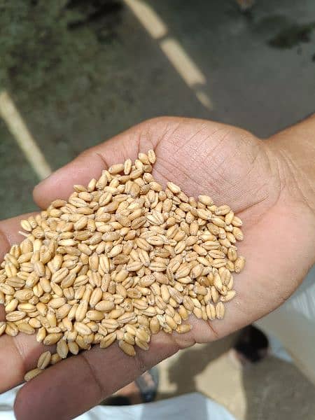 Wheat Desi Gandum 1