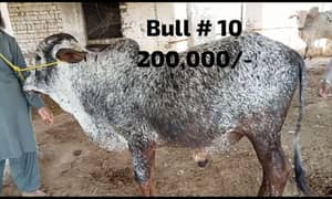 cattle farm 
Qurbani 2024 180k se 6lack wera bull wacha weray wachy
