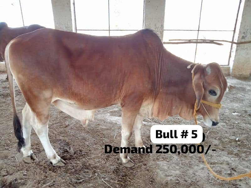 cattle farm 
Qurbani 2024 180k se 6lack wera bull wacha weray wachy 1