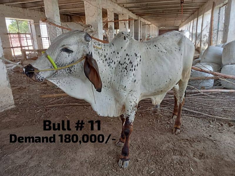 cattle farm 
Qurbani 2024 180k se 6lack wera bull wacha weray wachy 2