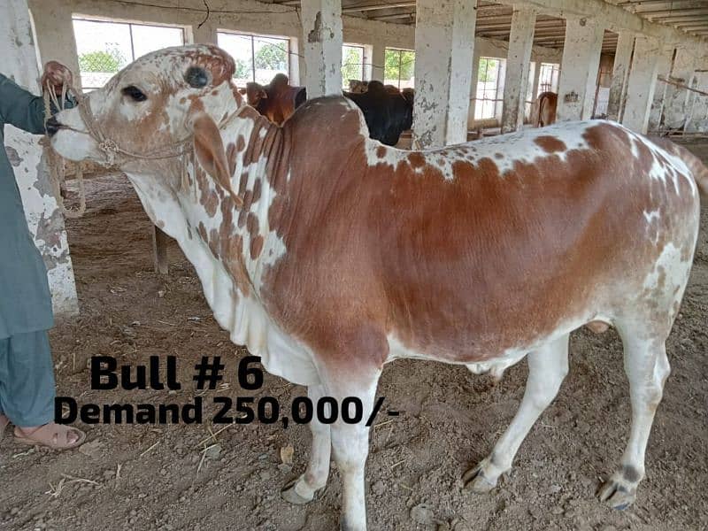 cattle farm 
Qurbani 2024 180k se 6lack wera bull wacha weray wachy 8