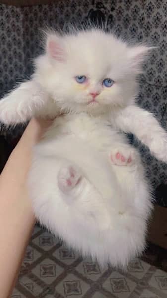 Persian kitten blue eyes punch face 2