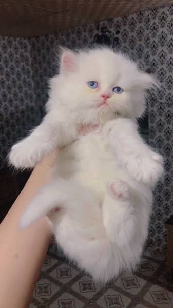 Persian kitten blue eyes punch face 3