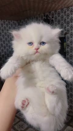 Persian kitten blue eyes punch face