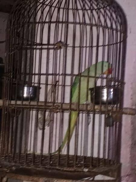Pahari parrot 1