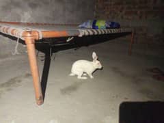 Rabbits family for sale