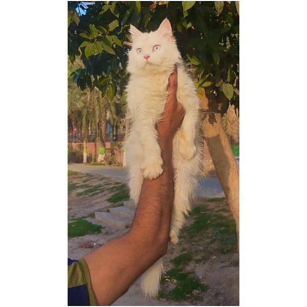 Persian hamalian british punch face piki face cat's and kitten's 3