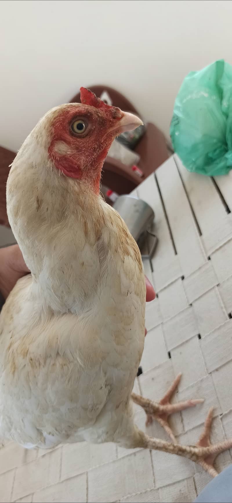 4 Aseel mix hens available 1