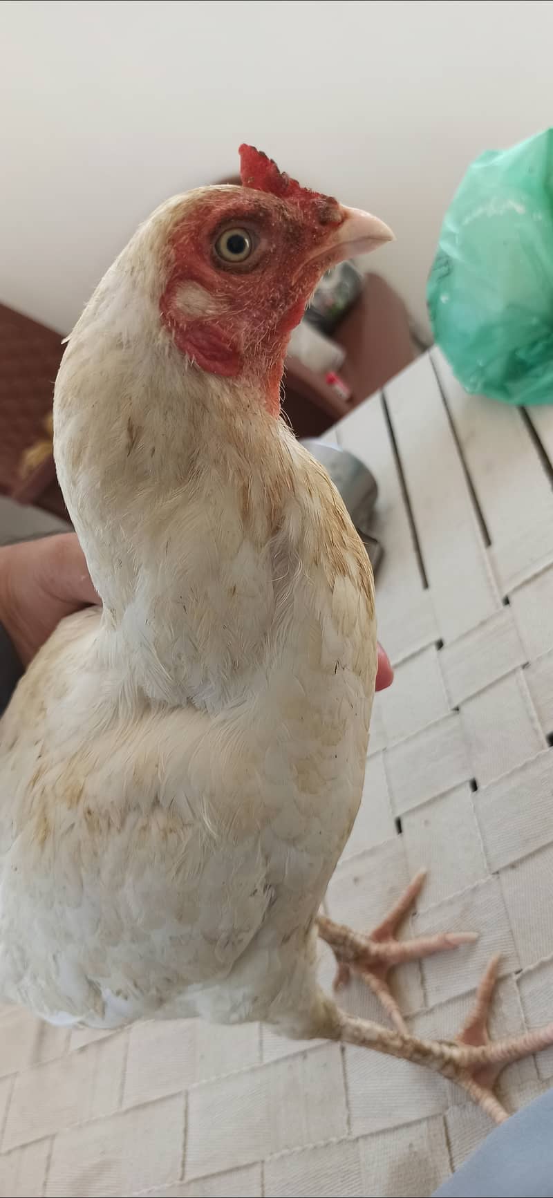4 Aseel mix hens available 2