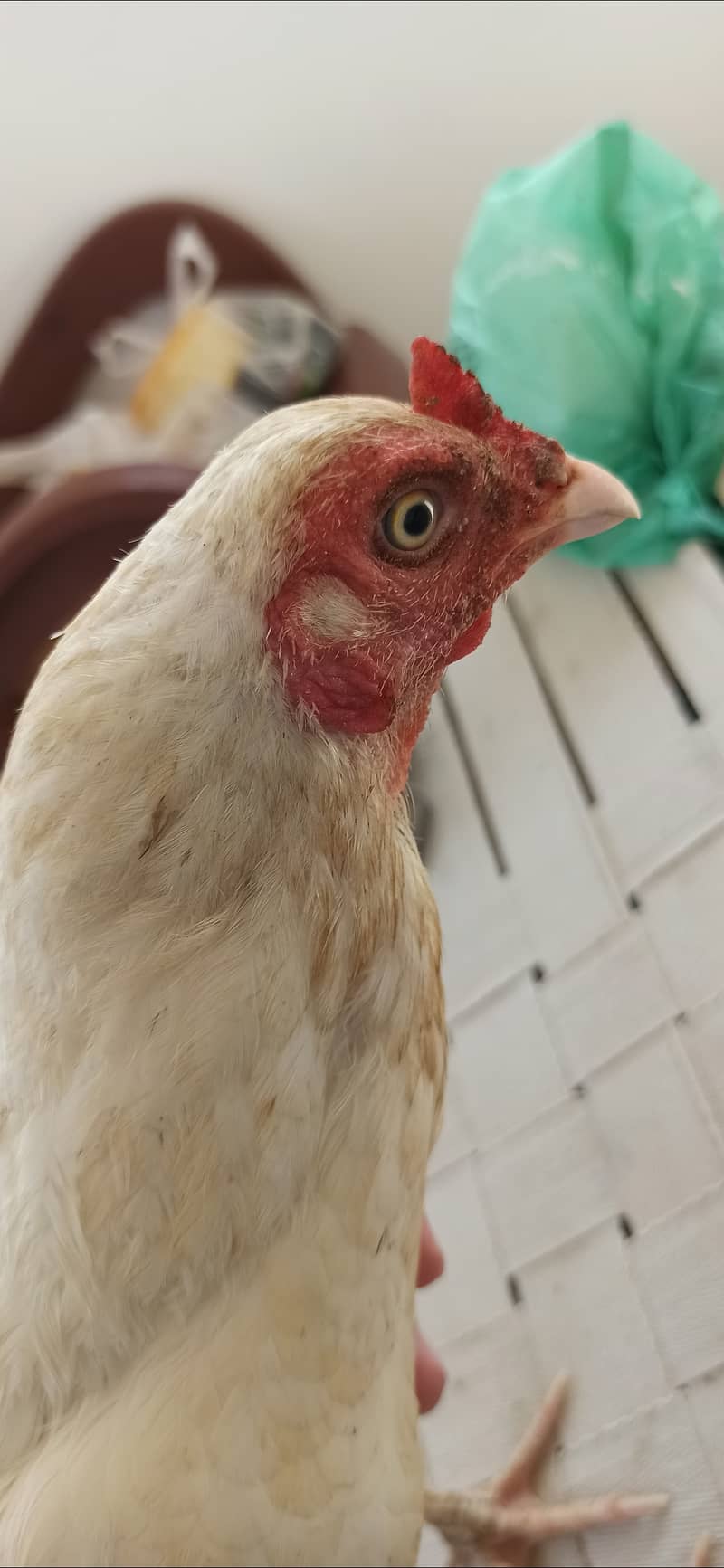 4 Aseel mix hens available 3