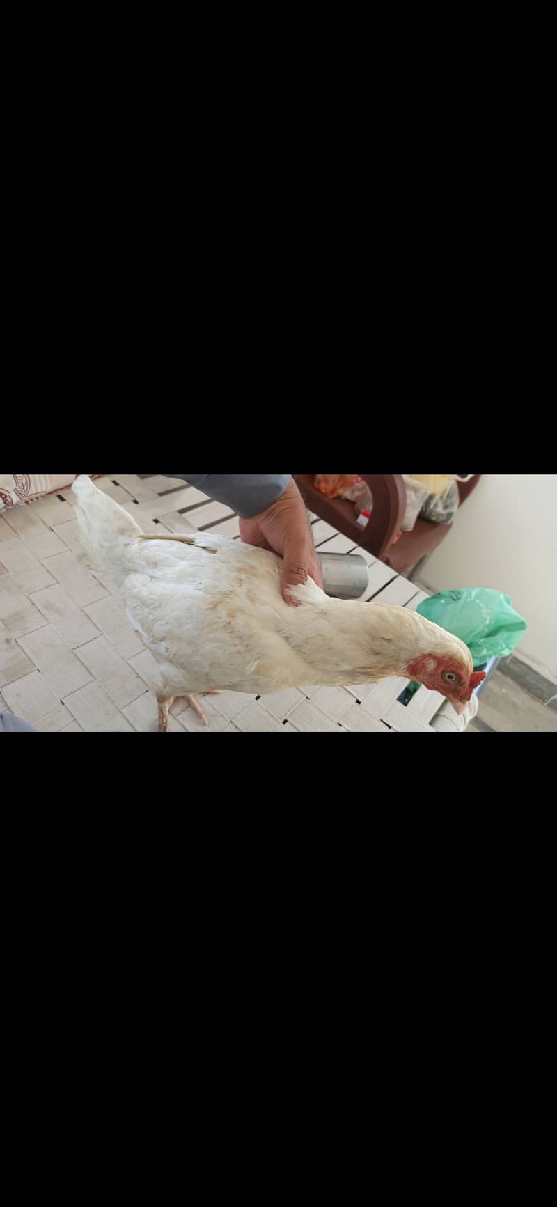4 Aseel mix hens available 4