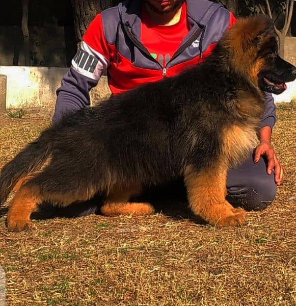 German Shepherd dog long coat black mass male 3 month for sale 1
