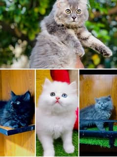 Persian punch face triple coated cat's and kitten's 0
