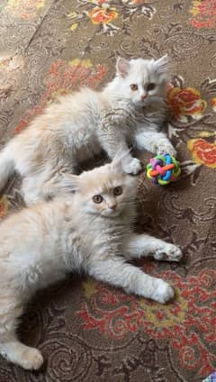 persian kittens 0