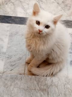 6.5 months male kitten available contact ony Whatsapp 03156714873