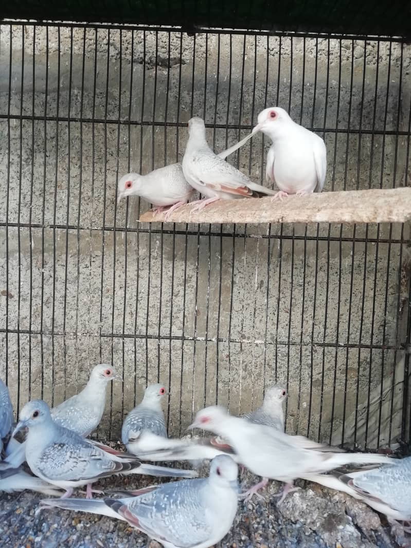 White tail dove 2