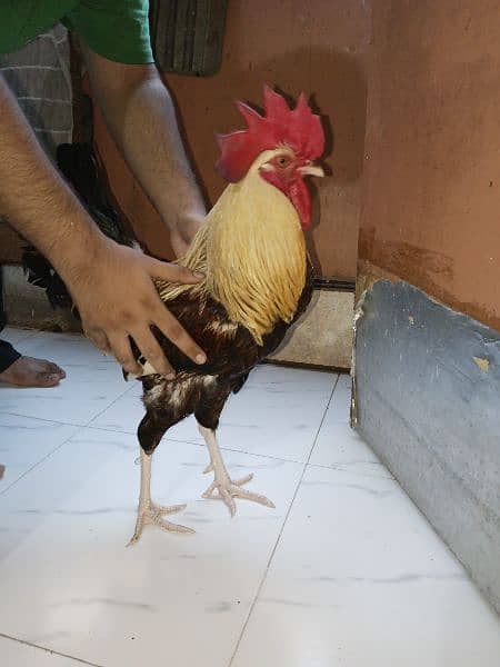 Misri Egg-laying Hen Set 1